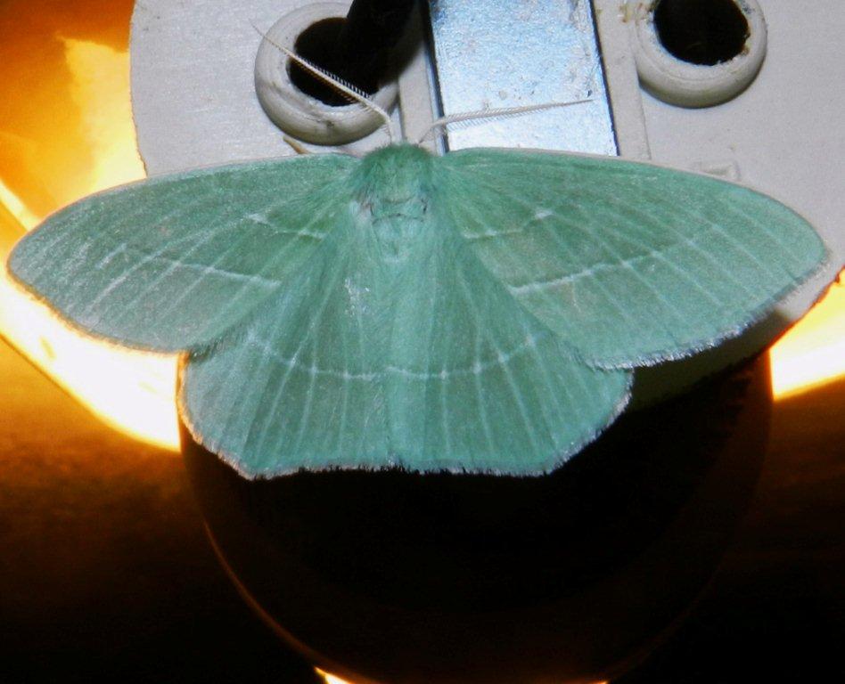 Geometridae: Hemistola chrysoprasaria (Esper, [1795])